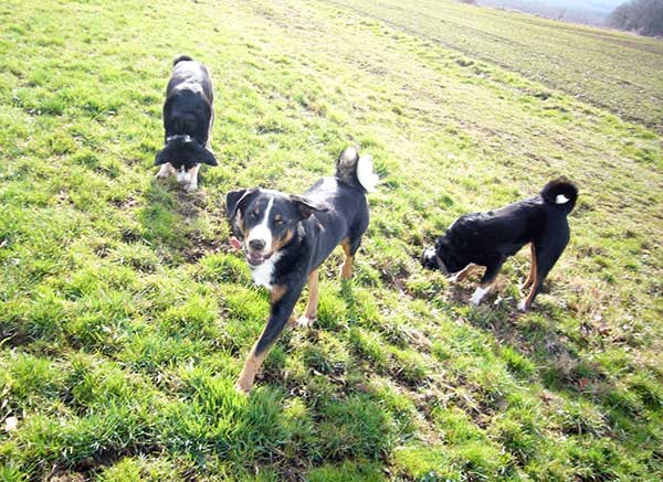 Appenzeller Sennenhunde beim Spielen