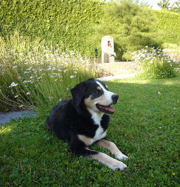 Appenzeller Sennenhund Berry, RIP