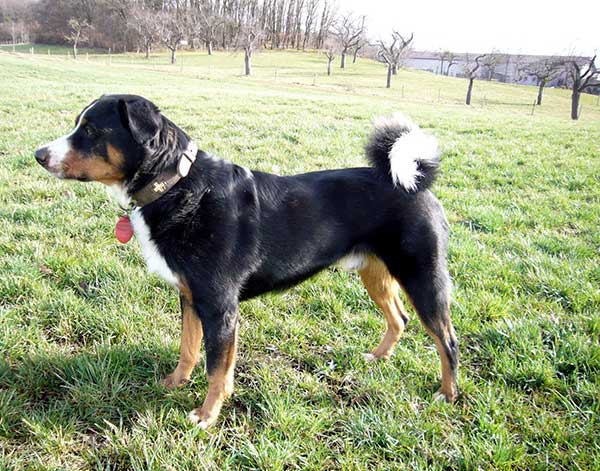 Appenzeller Sennenhund Robby aus dem Tierheim