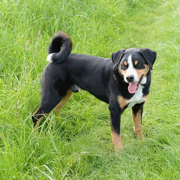 Appenzellesennenhund - Berry / 2006 bis 2019