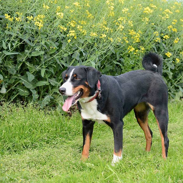 Appenzellesennenhund - LaVie (Xela von der Erftquelle) / 2010 bis 2024