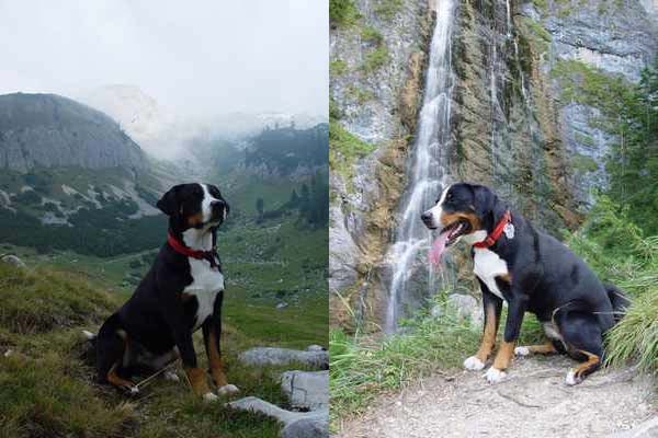 Appenzeller in den Alpen