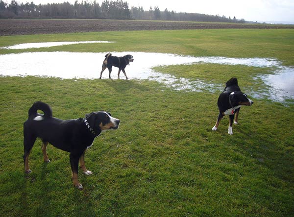 Foto Appenzellersennenhunde beim Spiek auf der Wiese