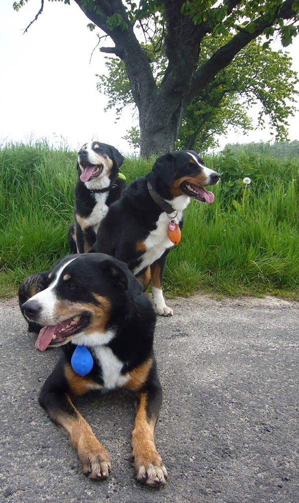 Foto drei Appenzellersennenhunde