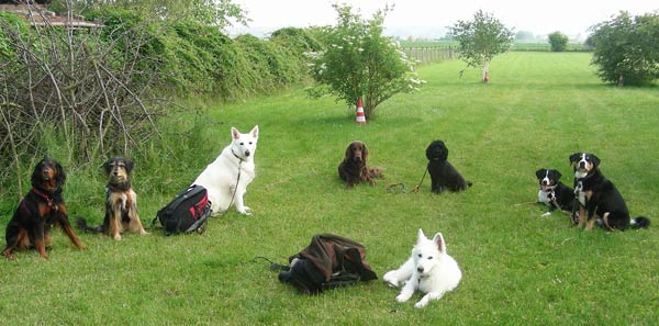 Appenzellerin La Vie und Berry in der Hundeschule