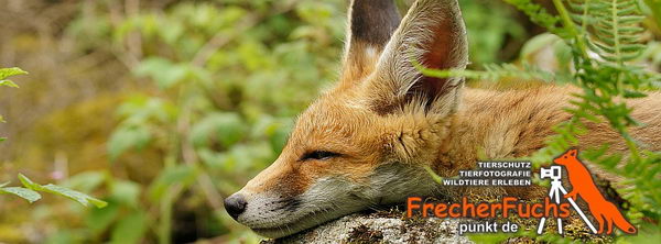 Frecher Fuchs