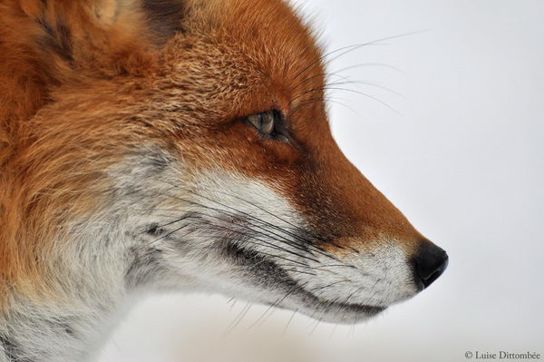 Wildtierschutz Portrait Fuchs