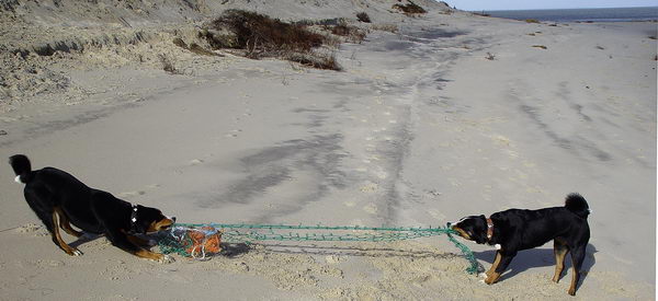 Appenzellersennenhunde beim Spielen am Strand