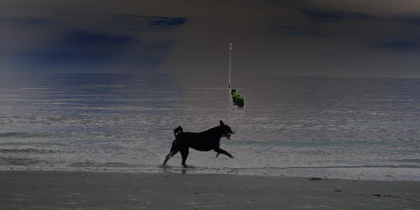 Appenzellersennenhunde am Strand